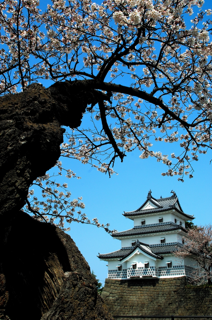 新発田城と桜｜BSN新潟遺産写真コンテスト「新潟遺産を感じた瞬間」を写真に収めて、コンテストに応募しよう！