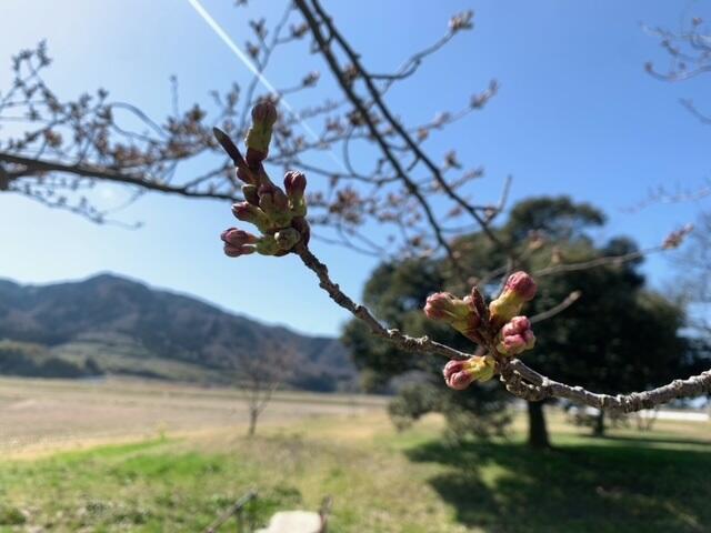 桜つぼみ.jpg