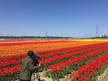 工藤 淳之介「チューリップ＆こいのぼり」