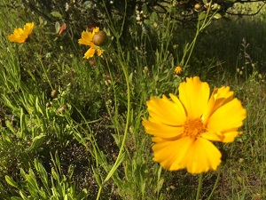 工藤 淳之介「特定外来生物に注意！」