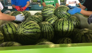 工藤 淳之介「強者は１玉いくらしい」