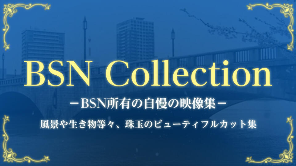 BSN Collection