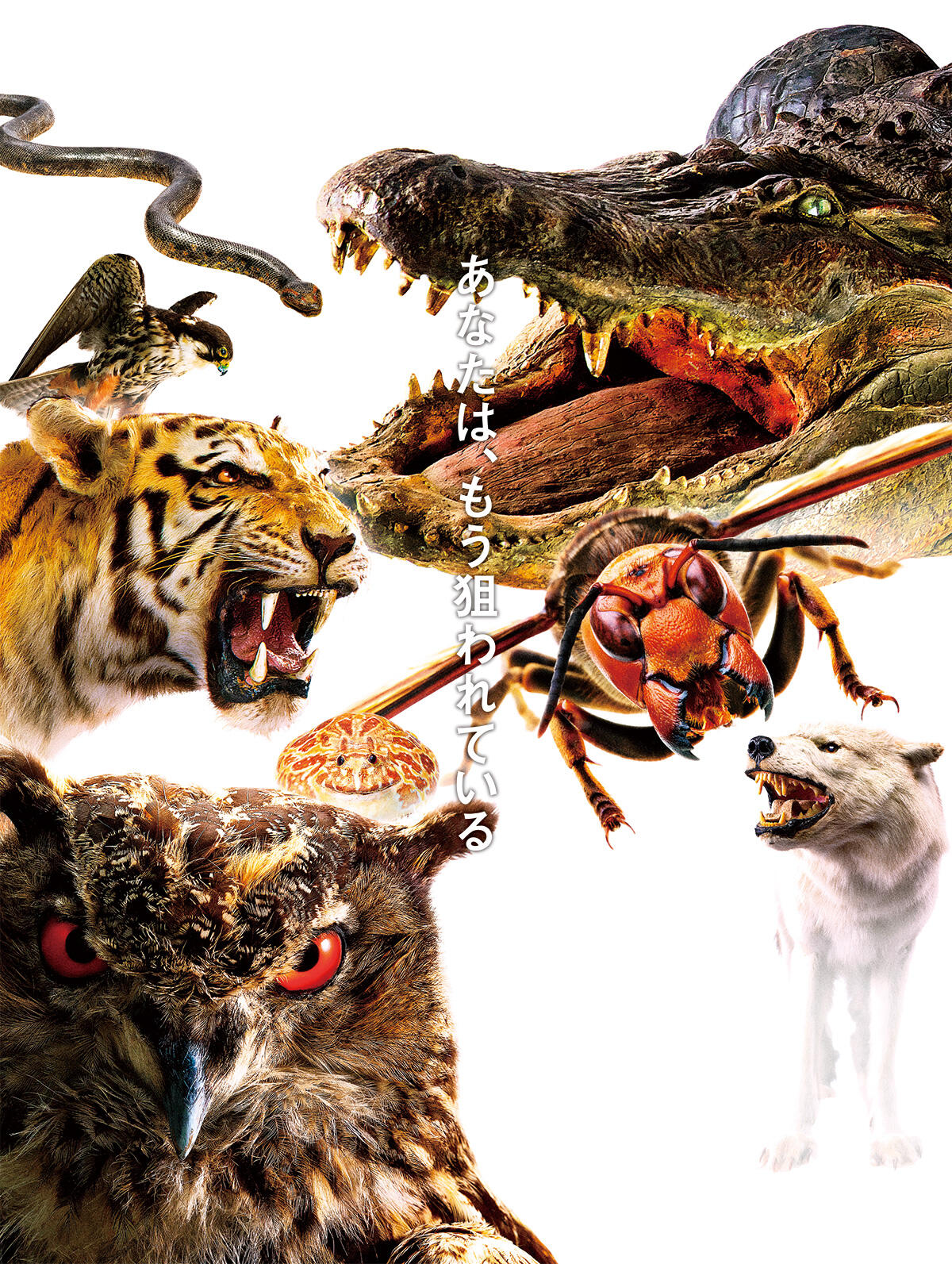 Bsn新潟放送 イベント 大地のハンター展