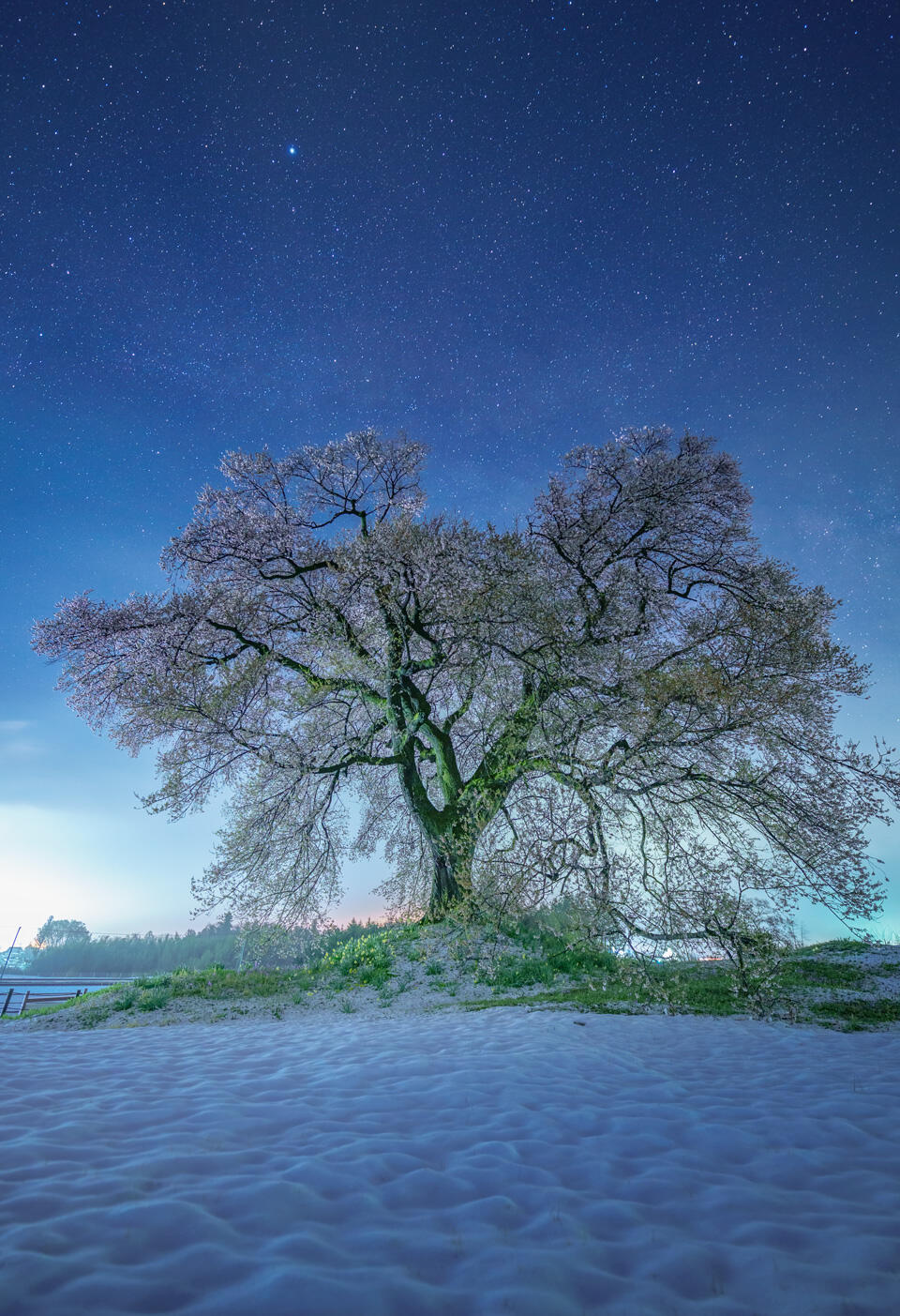 《季節の狭間の雪桜》山梨　©KAGAYA