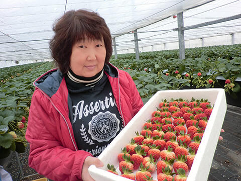 プレセント２_産直とよさか げんき村