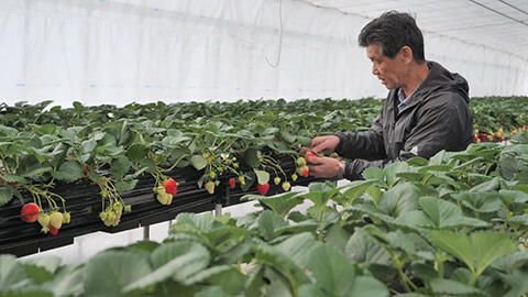 プレセント３_産直とよさか げんき村