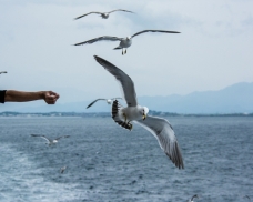 ピックアップ写真