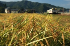 ピックアップ写真