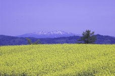 ピックアップ写真