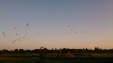 ピックアップ写真