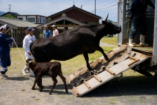 ピックアップ写真