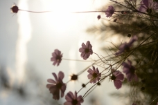 ピックアップ写真