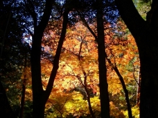 ピックアップ写真