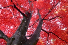 ピックアップ写真