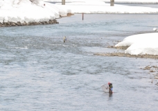 ピックアップ写真