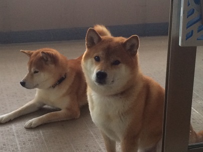 shiba.jpg