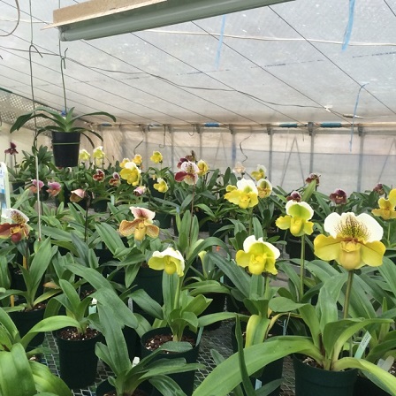 新潟らんの集いに先駆けて