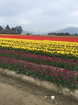 五泉チューリップ畑