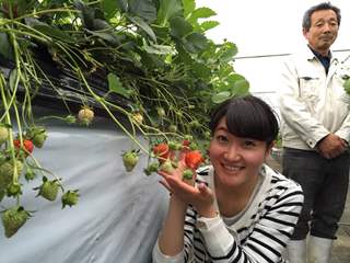 皆川農園　いちご狩り