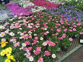 道の駅 花夢里 にいつ