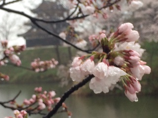 高田城百万人観桜会