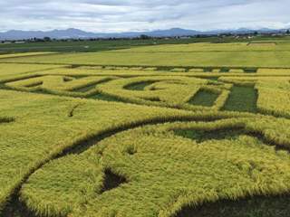 田んぼアート