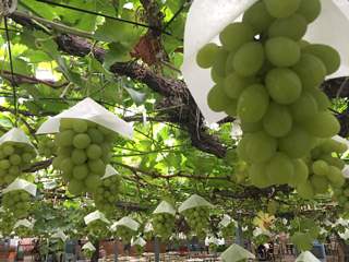 白根グレープガーデン