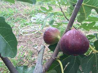 永塚農園　イチジク収穫体験