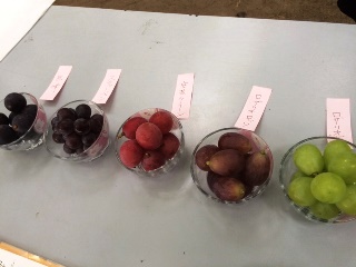 聖籠のぶどう「こばまさ農園」