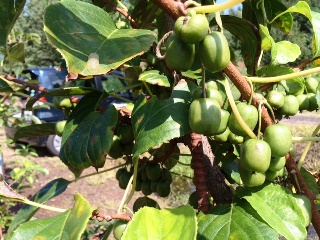 日本一のサルナシ農園