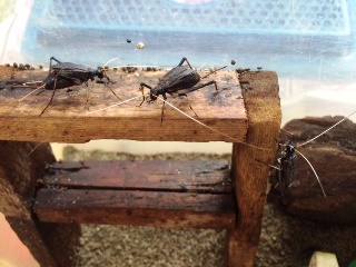 新潟鈴虫友の会