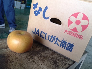 ＪＡにいがた南蒲の梨「あきづき」