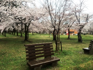村松公園桜まつり