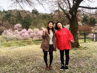 悠久山桜まつり