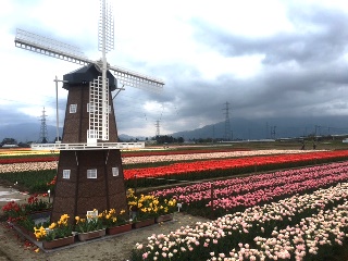 五泉市のチューリップ！
