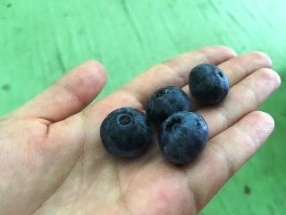 白根グレープガーデン　ブルーベリー＆ぶどう