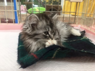 にゃんこ・わんこファミリーフェスタ