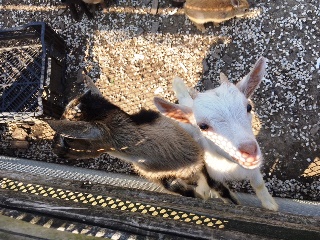 白根グレープガーデン