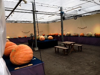 第２０回おばけかぼちゃコンテスト