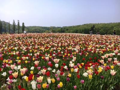 国営越後丘陵公園　チューリップまつり
