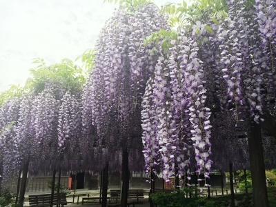 北方文化博物館　大藤棚