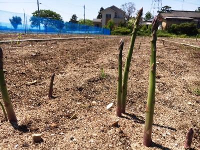 星野農園のアスパラガス！