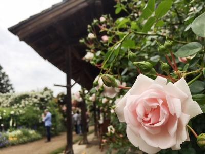 二宮家バラ園