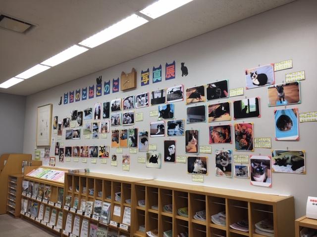 うちのこねこのこ写真展