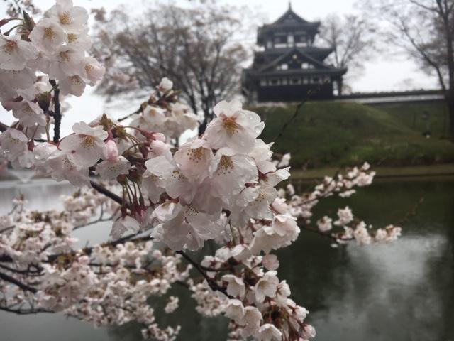高田城百万人観桜会インタビュー