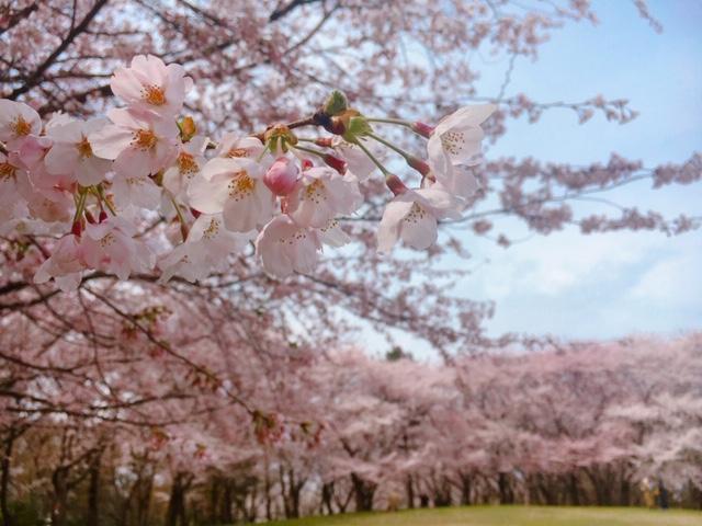 県立鳥屋野潟公園