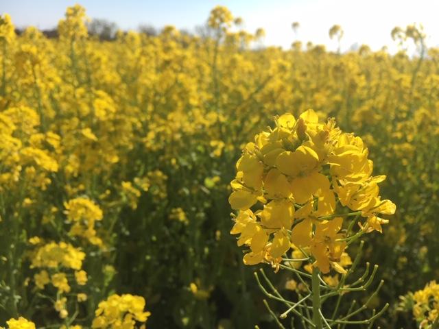 福島潟の菜の花