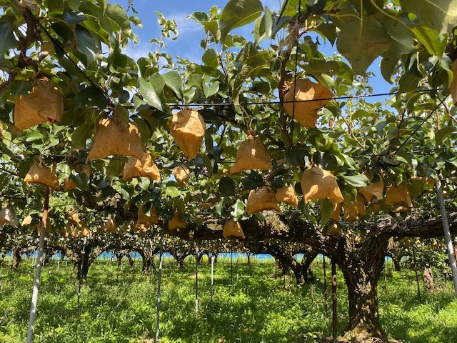 新潟市南区で婚活！