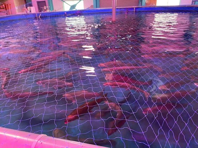 安田温泉ゆたからサーモン