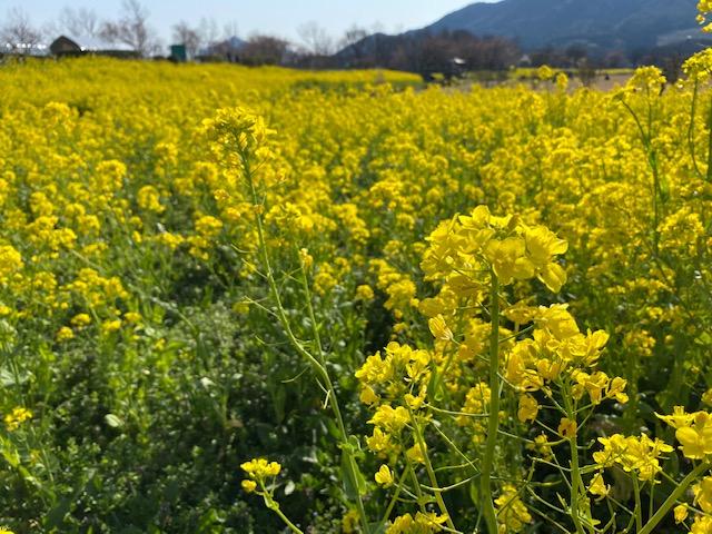 上堰潟公園の菜の花